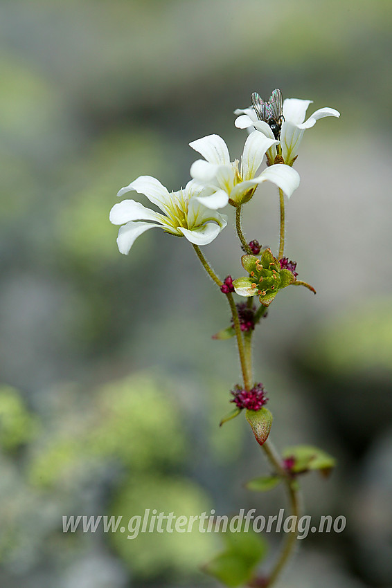 Knoppsildre (Saxifraga cernua) i Langedalen.