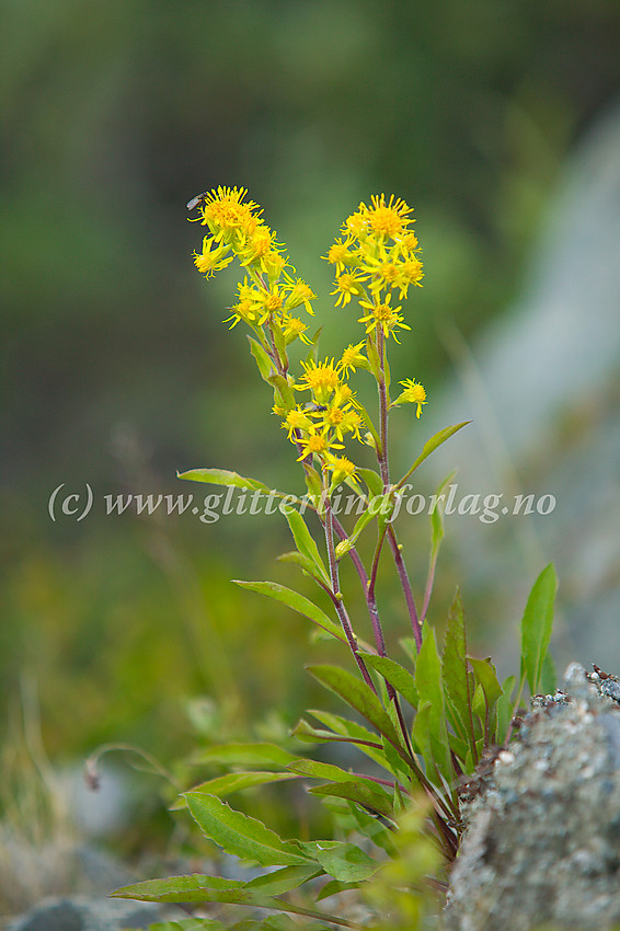 Gullris (Solidago virgaurea) i Veodalen.