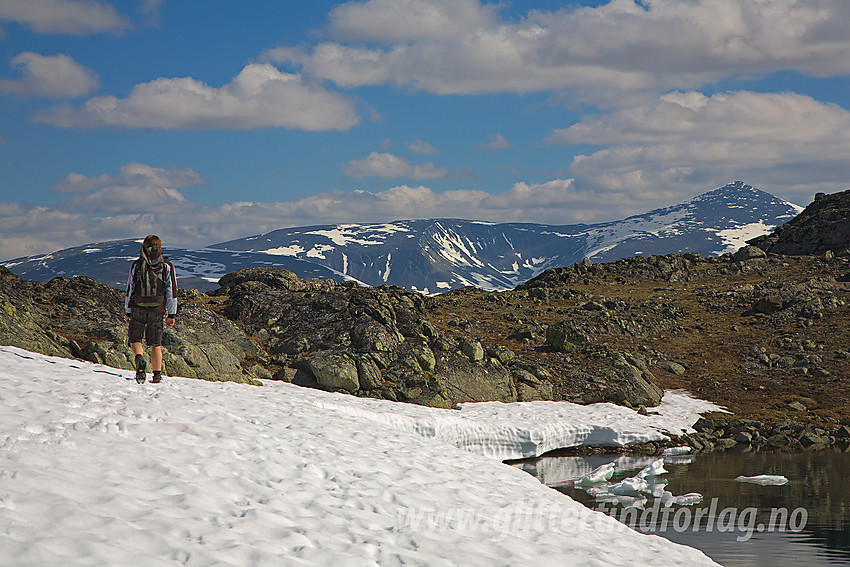 På vei til Gloptinden. Nautgardsoksle og Nautgardstinden i bakgrunnen.