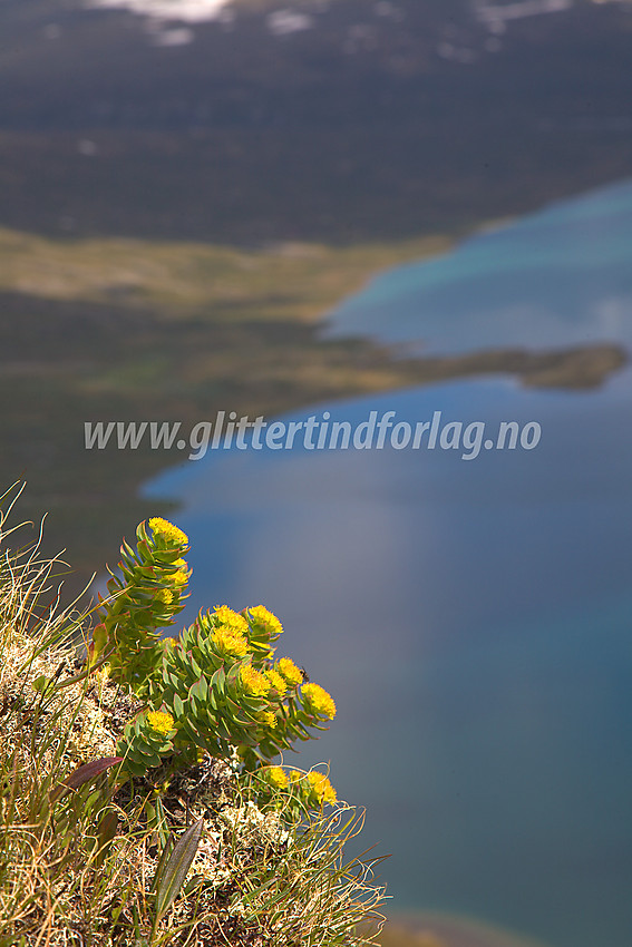 Rosenrot (Rhodiola rosea) på østryggen oppunder Gloptinden. Russvatnet i bakgrunnen.