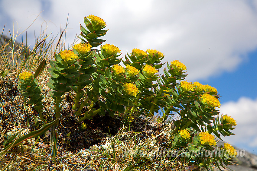 Rosenrot (Rhodiola rosea) på østryggen oppunder Gloptinden. 