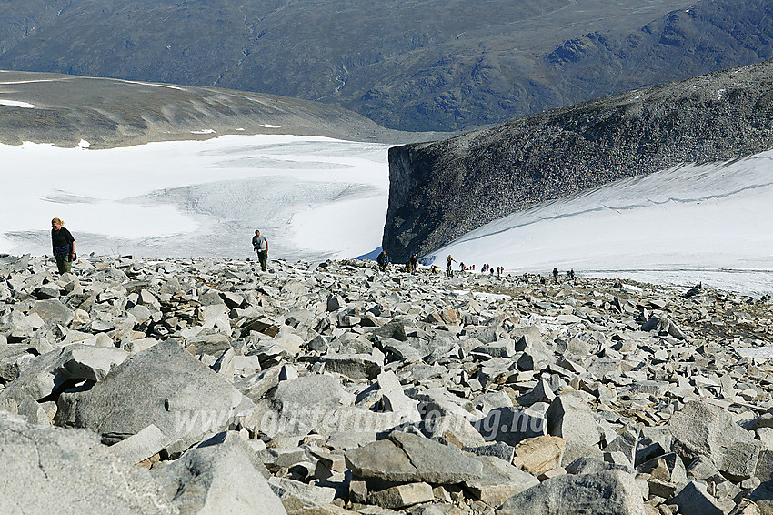 Taulagsvis med fjellturister ankommer toppen på Galdhøpiggen (2469 moh.).