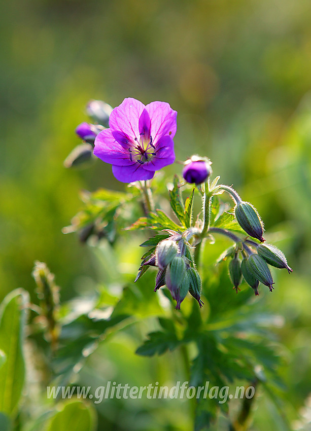 Skogstorkenebb (Geranium sylvaticum) ved siden av stien ned fra Utsikten.