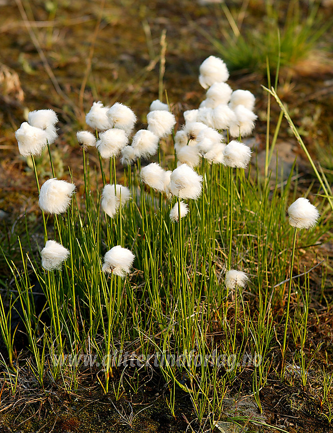 Snøull (Eriophorum scheuchzeri) ved Eidsbugarden.